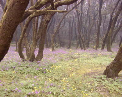 LagunaGrandeflores3j