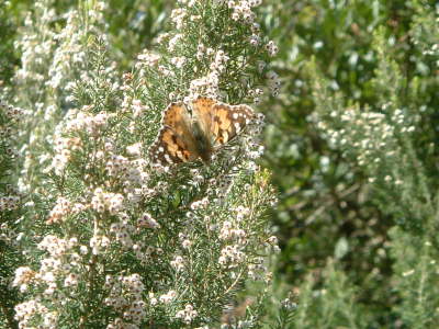 Mariposa1m