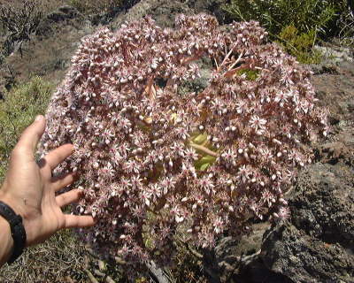 Plantas-Aeonium Aculeatum