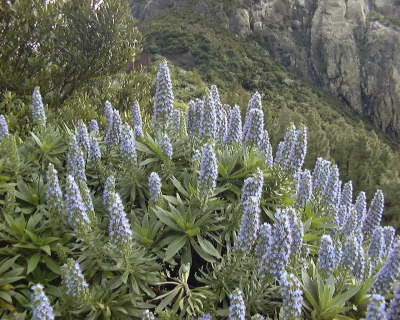 Plantas-EchiumAcanthocarpum