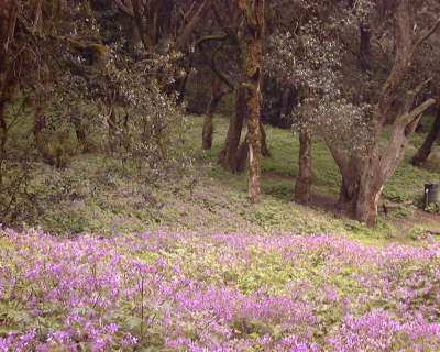 Plantas-GeraniumCanariensis