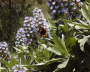 Plantas-echium acanthocarpum