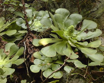 PlantasAeoniumSubplanum