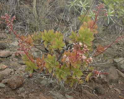 PlantasAeoniumdecorum