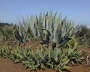 PlantasAgave