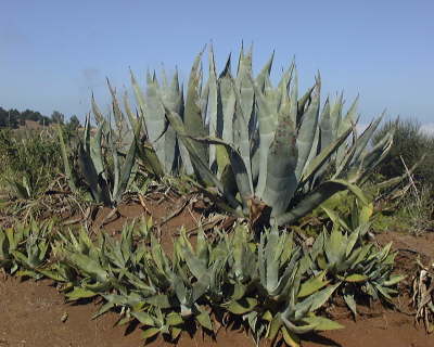 PlantasAgave