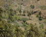PlantasDrago