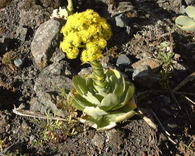 PlantasGreenovia3n