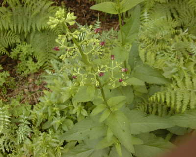 PlantasScrophularia
