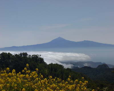 TenerifeCodesos en flor