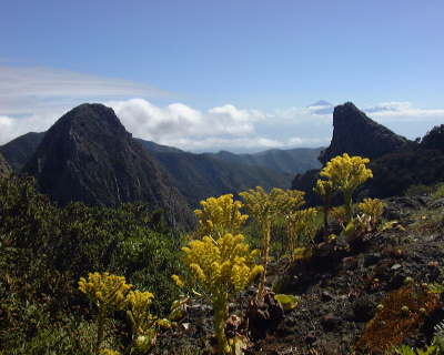 beasolroques2