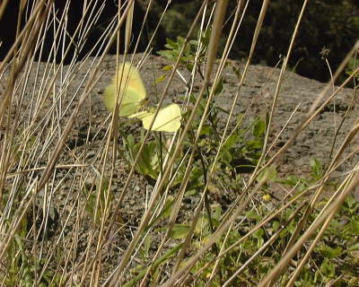 mariposas